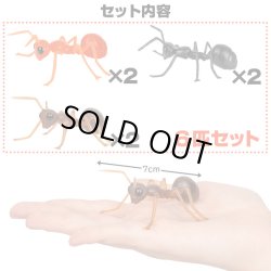 画像2: ANTS!