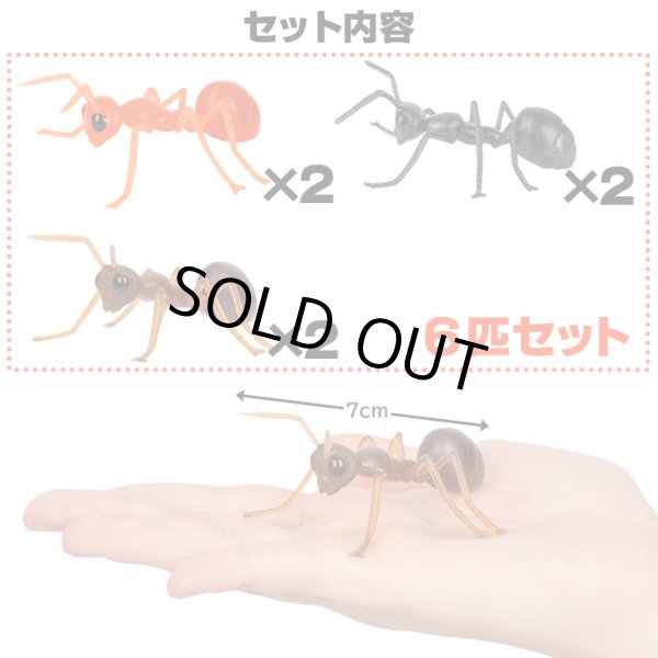 画像2: ANTS!